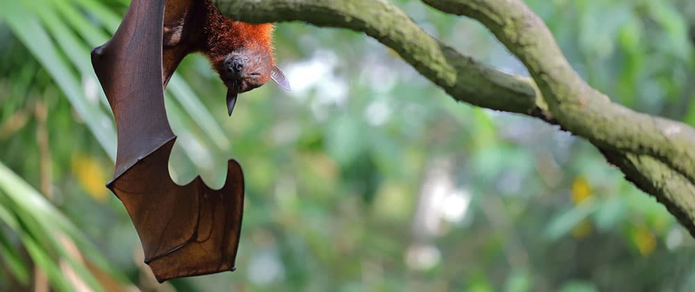 Stop the next pandemic? Stop illegal wildlife trade!